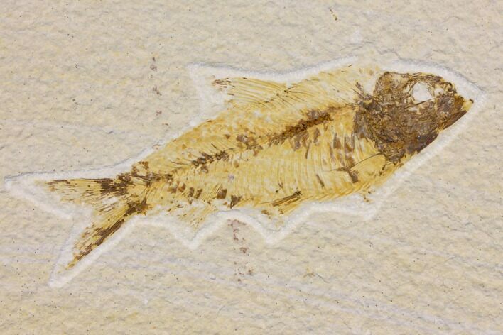 Bargain Fossil Fish (Knightia) - Wyoming #150552